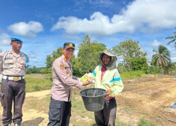 Giat Ketahanan Pangan Polsek Sebatik Timur Laksanakan Penanaman Bibit Cabai dan Pelepasan Bibit Ikan Patin