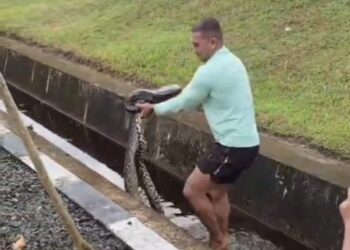 Berolahraga di Bandara Juwata Warga dihebohkan Keberadaan Ular Piton Sepanjang 4 Meter
