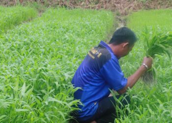 Manfaatkan Lahan Sarana Asimilasi dan Edukasi, Berdayakan Warga Binaan Dukung Program Ketahanan Pangan Nasional