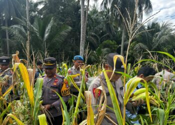 Polsek Sebatik Barat Panen Jagung Pertama Program Ketahanan Pangan Nasional 