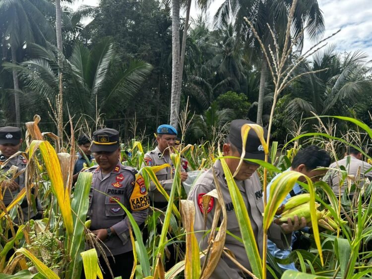 Polsek Sebatik Barat Panen Jagung Pertama Program Ketahanan Pangan Nasional