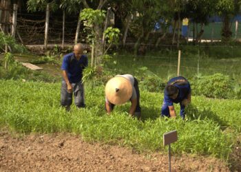 Panen Raya Ratusan Kilogram Sayuran dan Buah, Lapas Tarakan Optimis Wujudkan Program Ketahanan Pangan Nasional