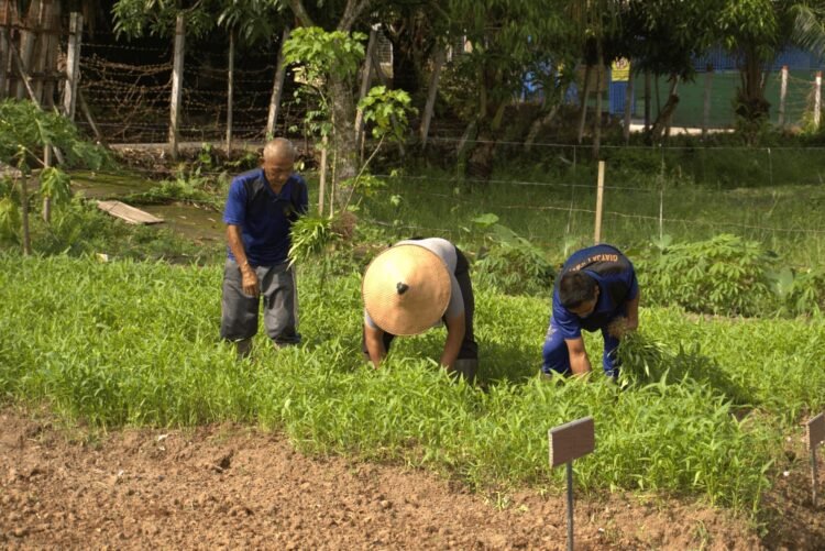 Panen Raya Ratusan Kilogram Sayuran dan Buah, Lapas Tarakan Optimis Wujudkan Program Ketahanan Pangan Nasional