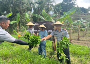 Rangkul Penyedia Bahan Makanan, Penen Raya Ratusan Kilogram Sayuran dari Lahan SAE