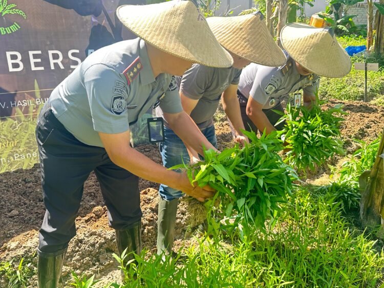 Lapas Tarakan Panen Raya Ratusan Kilogram Sayuran dari Lahan Perkebunan Sae