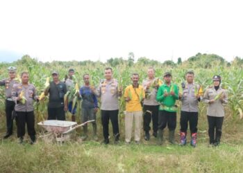 Dorong Pemberdayaan Masyarakat dan Ketahanan Pangan, Kapolres Tarakan Laksanakan Panen Jagung