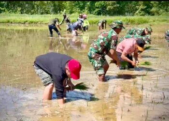 Dukung Ketahanan Pangan di Krayan Satgas Yonzipur 8 Pamtas RI-Malaysia Laksanakan Penanaman Padi Varietas Impari