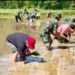 Dukung Ketahanan Pangan di Krayan Satgas Yonzipur 8 Pamtas RI-Malaysia Laksanakan Penanaman Padi Varietas Impari