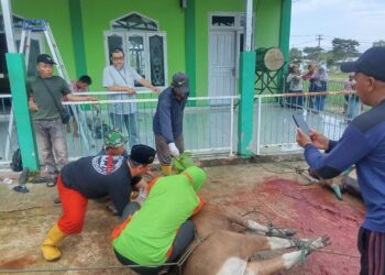 Idul Adha Masjid Baitul Amin Sembelih 5 Ekor Sapi, Target 510 Kantong Disalurkan