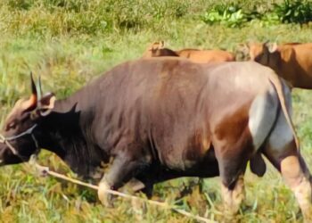 Idul Adha, Pemkab Nunukan Salurkan 8 Ekor Sapi Kurban