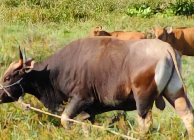 Idul Adha, Pemkab Nunukan Salurkan 8 Ekor Sapi Kurban
