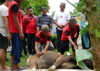 Iduh Adha 146 H, Lapas Kelas IIB Nunukan Sembelih 7  ekor sapi dan 4  ekor kambing