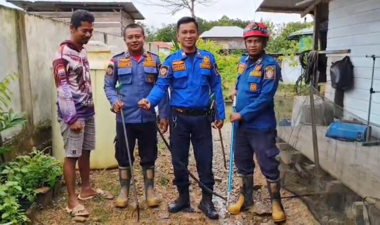 Petugas Damkar Malinau Evakuasi Ular Kobra yang Masuk Rumah Warga