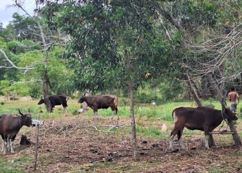 Presiden Salurkan Bantuan Sapi Kurban di Nunukan