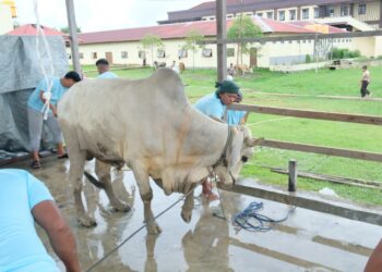 Polda Kaltara Laksanakan Pemotongan Hewan Kurban di Hari Raya Idul Adha 1446 H