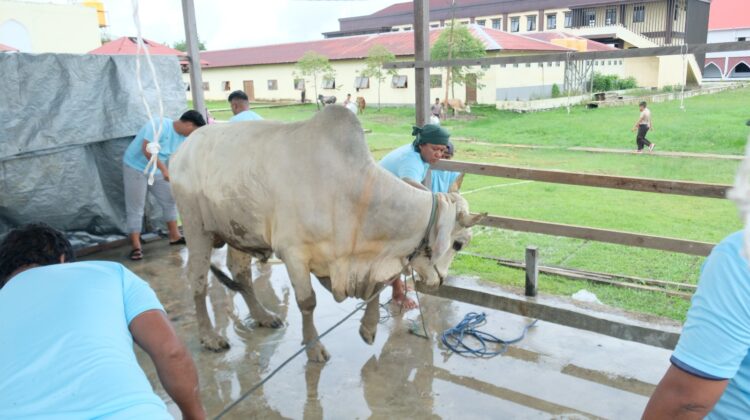 Polda Kaltara Laksanakan Pemotongan Hewan Kurban di Hari Raya Idul Adha 1446 H
