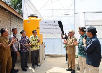 Tarakan Punya Greenhouse dan Pelatihan Digital Farming Budidaya Cabai
