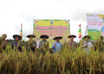 Panen Padi Perdana Varietas Lokal di Desa Wonowulyo, Bulungan