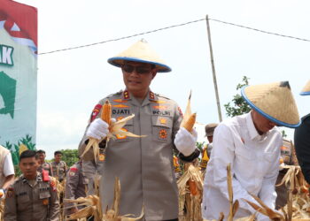 Panen Raya Jagung Kuartal III di Tarakan, Sinergi Ketahanan Pangan Kalimantan Utara