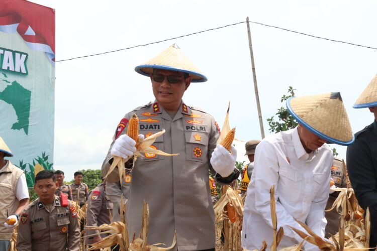 Panen Raya Jagung Kuartal III di Tarakan, Sinergi Ketahanan Pangan Kalimantan Utara