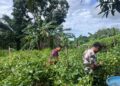 Sukses Program Pertanian untuk WBP,  Lapas Nunukan Lakukan Penen Perdana cabai