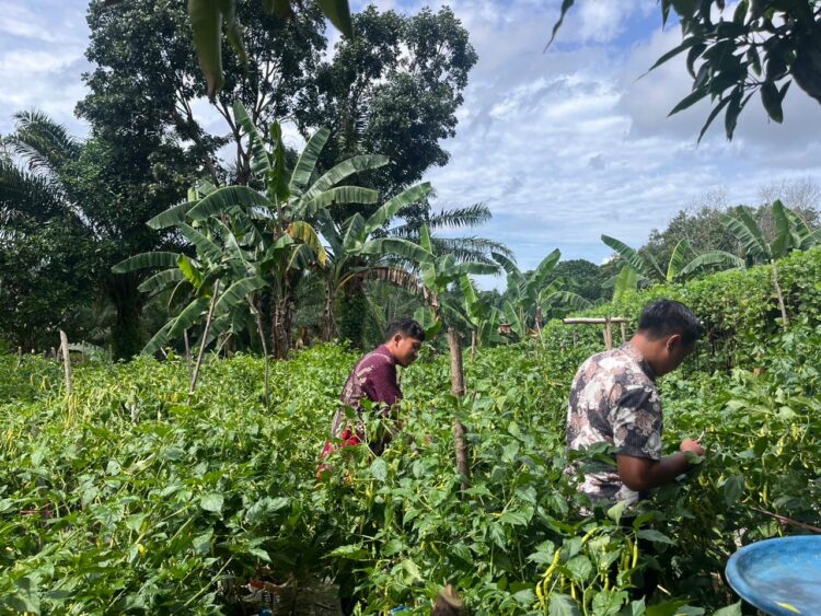 Sukses Program Pertanian untuk WBP, Lapas Nunukan Lakukan Penen Perdana cabai