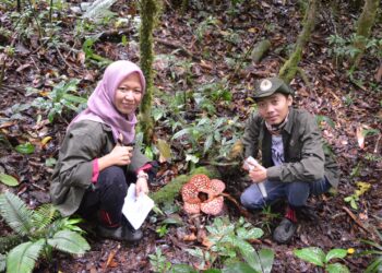 Di Banyak Daerah Menunggu Keajaiban, di Krayan Rafflesia Justru Mekar Dekat Permukiman