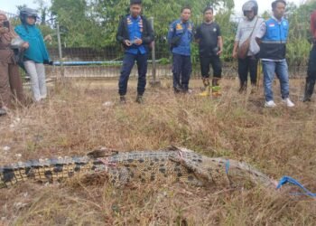 Sudah Meresahkan, Seekor Buaya Berhasil Ditangkap di Sungai PDAM Persemaian