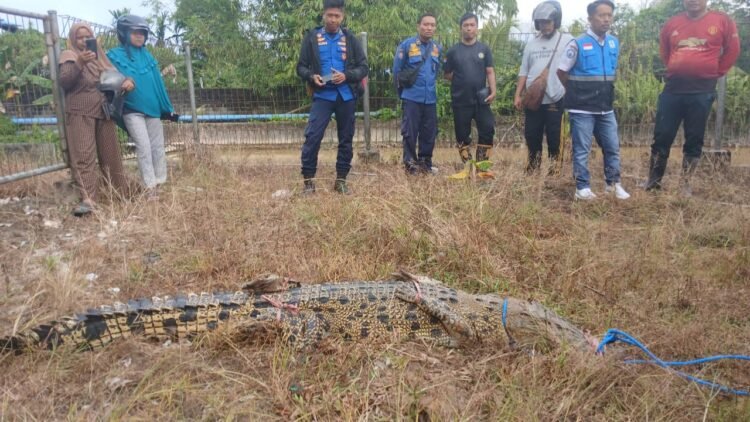 Sudah Meresahkan, Seekor Buaya Berhasil Ditangkap di Sungai PDAM Persemaian