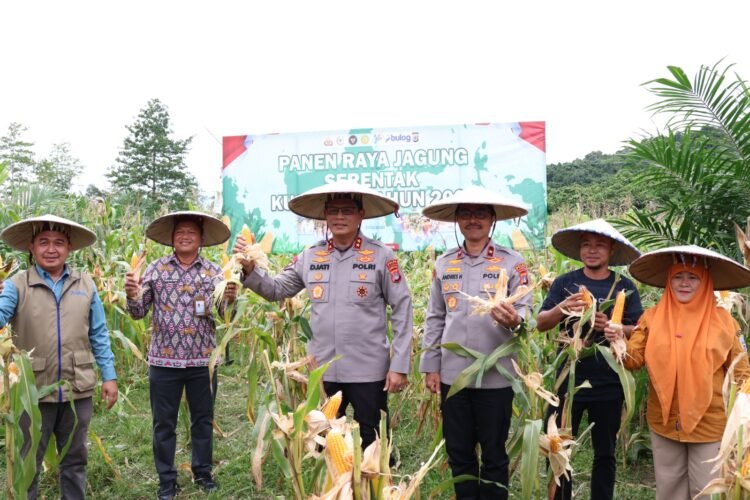 Panen Raya Jagung, Polda Kaltara Berkomitmen untuk Terus Mendukung Program Ketahanan Pangan