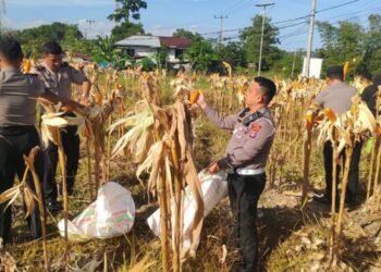 Personel Satlantas Polres Tarakan Laksanakan Panen Jagung Hibrida Dukung Program Swasembada Pangan