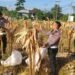 Personel Satlantas Polres Tarakan Laksanakan Panen Jagung Hibrida Dukung Program Swasembada Pangan