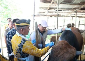Pemkot Tarakan Genjot Vaksinasi Ternak