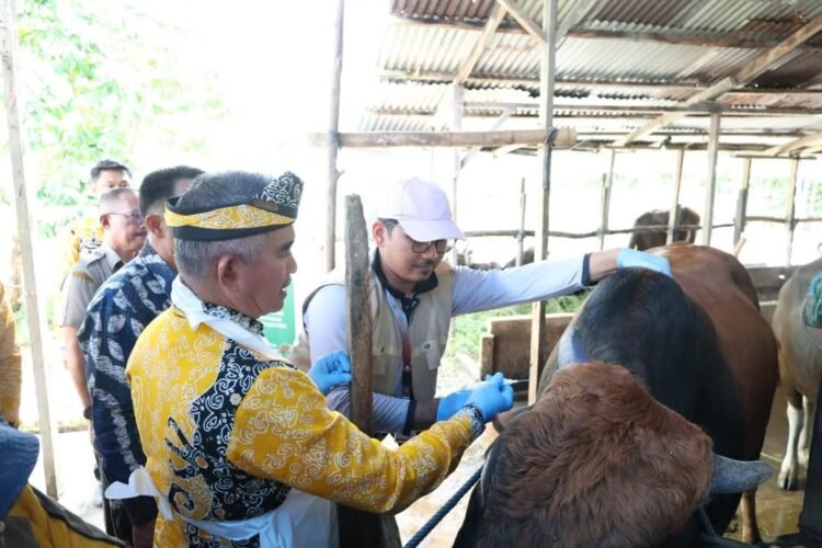 Pemkot Tarakan Genjot Vaksinasi Ternak