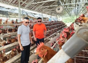 Kunjungan Lapangan DPRD Kaltara Soroti Ketergantungan Telur dari Luar Daerah