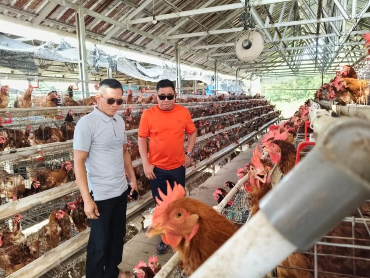 Kunjungan Lapangan DPRD Kaltara Soroti Ketergantungan Telur dari Luar Daerah