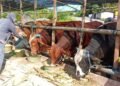 Harga Sapi Kurban di Tarakan Mulai Variatif, Pedagang Siapkan Ratusan Ekor Jelang Idul Adha