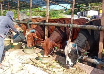 Harga Sapi Kurban di Tarakan Mulai Variatif, Pedagang Siapkan Ratusan Ekor Jelang Idul Adha
