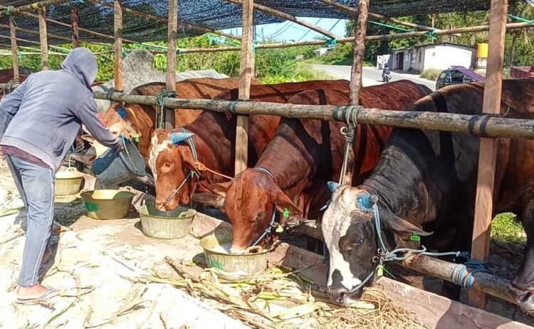 Harga Sapi Kurban di Tarakan Mulai Variatif, Pedagang Siapkan Ratusan Ekor Jelang Idul Adha