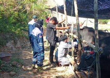 BKHIT Kaltara Perketat Pengawasan Hewan Kurban, Ribuan Sapi Mulai Masuk Tarakan