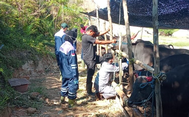 BKHIT Kaltara Perketat Pengawasan Hewan Kurban, Ribuan Sapi Mulai Masuk Tarakan