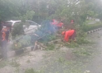 Diduga Menabrak Pohon Tumbang, Pengendara Tewas di Nunukan