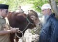 Tarakan Terima Bantuan Sapi Qurban Presiden, Ibnu Saud: Perkuat Semangat Berbagi