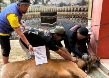 Semangat Berkurban Tak Surut, Muhammadiyah Tarakan Salurkan Hewan Kurban untuk Masyarakat