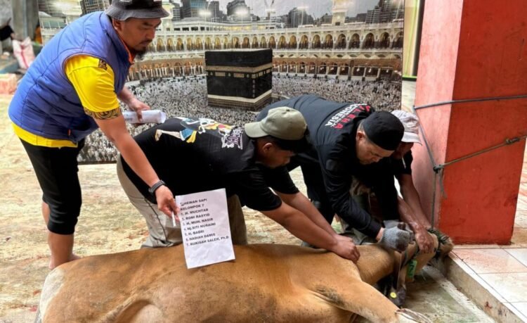 Semangat Berkurban Tak Surut, Muhammadiyah Tarakan Salurkan Hewan Kurban untuk Masyarakat