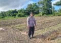 Polsek Tarakan Utara Monitoring Lahan Jagung Pok Tani Binaan, Dukung Ketahanan Pangan Nasional