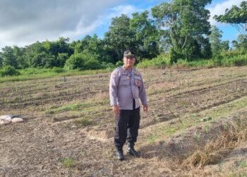 Polsek Tarakan Utara Monitoring Lahan Jagung Pok Tani Binaan, Dukung Ketahanan Pangan Nasional