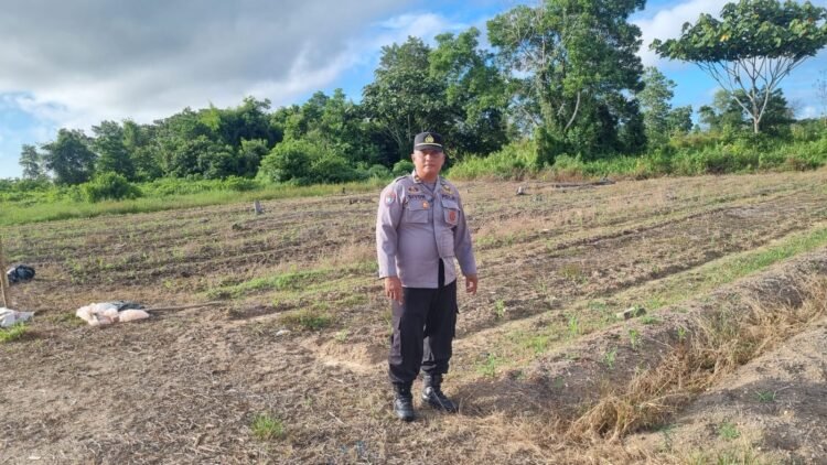 Polsek Tarakan Utara Monitoring Lahan Jagung Pok Tani Binaan, Dukung Ketahanan Pangan Nasional