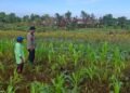 Lewat Patroli Dialogis, Polres Tarakan Dorong Masyarakat Optimalkan Lahan Produktif