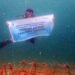 PHI Rayakan Hari Terumbu Karang Sedunia Lewat Aksi Nyata Selamatkan Laut Kaltim